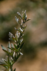 Rama de un arbusto en el Parque Nacional del Teide