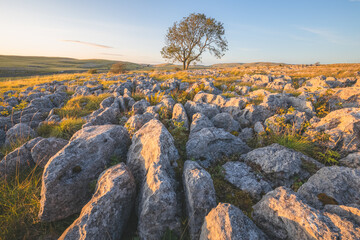 Golden sunset or sunrise light on a lone ash tree (Fraxinus excelsior) and limestone pavement in the countryside landscape of Malham, Yorkshire Dales National Park.