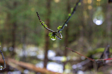 Plano detallado de una gota de agua colgando de una rama en el bosque