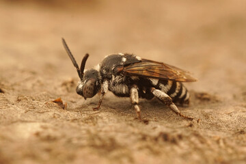 Close up of the cleptoparasitic cuckoo bee , Thyreus histrionicus in Gard, France