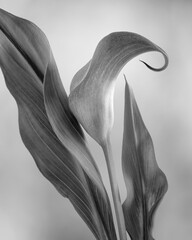 USA, Washington State, Seabeck. Black and white of calla lily.