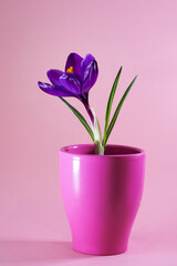 krokus