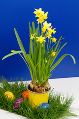 Narzissen auf blauem Hintergrund