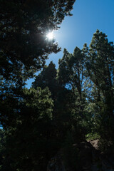 Sol entre árboles dentro del Parque Nacional del Teide