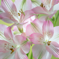 USA, Washington State, Seabeck. Alstroemeria blossoms close-up.