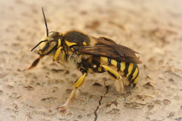 Closeup of a female of the colorful yellow carder bee, Anthidium florentinum in Gard, France