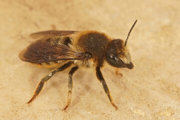 Closeup of a female leafcutterbee from Gard , France , Megachile pyrenaica