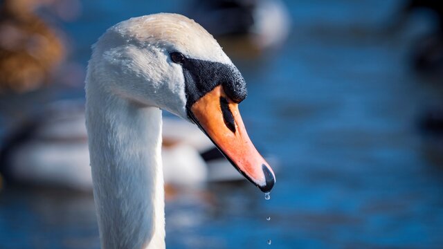 Close-up Of Swan In Lake