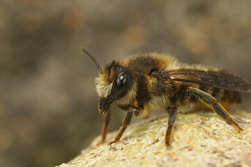 Closeup of a female leafcutterbee from Gard , France , Megachile pyrenaica