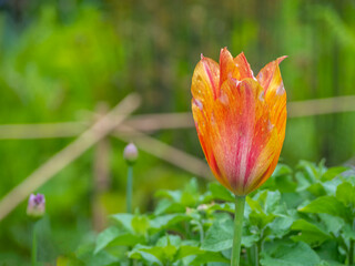 Tulip in spring in garden