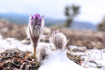 Dream grass is the most beautiful spring flower. Pulsatilla blooms in early spring in forests and mountains. Purple pulsatilla flowers close up in the snow