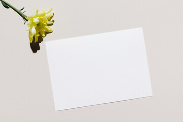 Mockup with blank paper sheet card and yellow flower over beige pastel background with trendy shadow and sunlight. Minimal business brand template. Flat lay, top view.