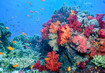 Naklejka na ściany i meble Dendronephthya isoft corals family Nephtheidae.