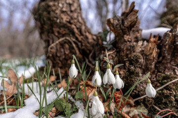Beautifull snowdrop flower growing in snow in early spring forest. Tender spring flowers snowdrops harbingers of warming symbolize the arrival of spring