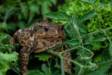 Frog.