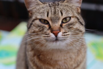 cat playing in the garden