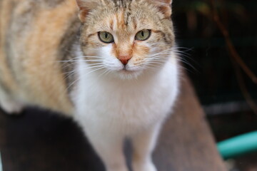 cat playing in the garden