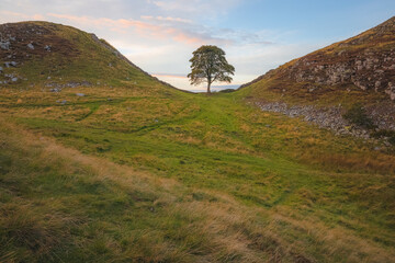 Scenic English countryside landscape of the lone tree at Sycamore Gap along Hadrian's Wall at sunset or sunrise in Northumberland, England UK.