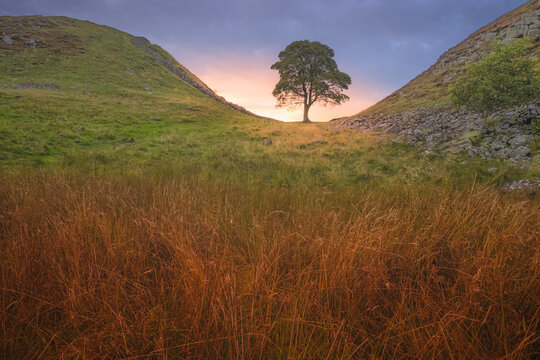 Scenic English countryside landscape of the lone tree at Sycamore Gap along Hadrian's Wall with a dramatic sunset or sunrise sky.