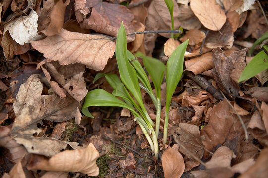 B&auml;rlauch im Wald