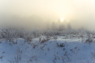 misty morning in the forest