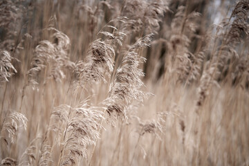 Dry grass seed heads with muted colour