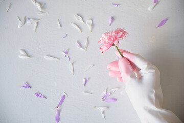 Plakat petals and pink chrysanthemum in hand, hand in a rubber glove, gray background, selective focus, spring cleaning concept
