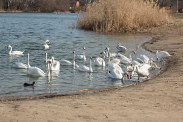 A flock of white swans swims in the lake. Close-up.