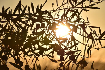 OLIVO Y OLIVAS TAPANDO LA PUESTA DE SOL AL ATARDECER