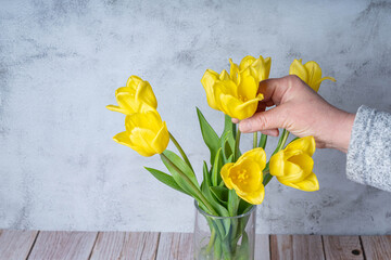 Yellow tulips and female hand, cropped photo on gray background, close-up Congratulation concept, spring background. ER