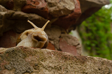 Snail on the bricks of the building. Snails over the cliff are frightened from the height. The concept of inevitability, complexity of choice, insurmountable difficulties or originlessness.