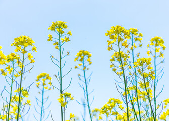 Fototapeta premium 春桜菜の花