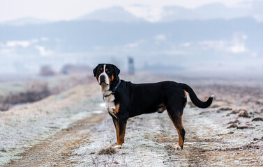 Greater swiss mountain dog