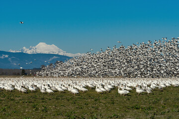 USA, Washington State, Skagit Valley. Lesser snow geese flock takeoff.