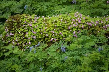USA, Washington State, Bainbridge Island. Oxalis and corydalis flowers.