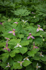 USA, Washington State, Bainbridge Island. Trillium ovatum flowers.