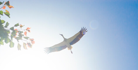 White Stork overhead. A magnificent white stork shows the finery of its plumage as it passes overhead in the sky on background of the sun.