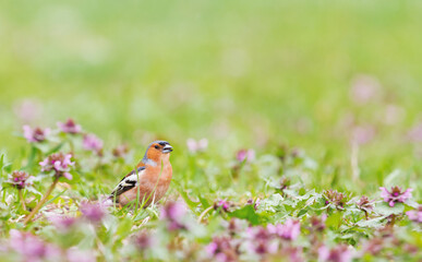 beautiful bird sings a song among spring flowers