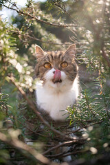 Naklejka na ściany i meble tabby white british shorthair cat sitting amidst green rosemary bush outdoors in sunny nature licking lips