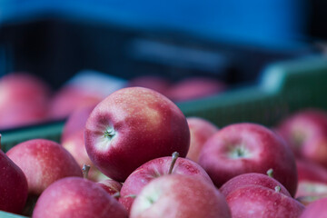 Beautiful red apples in a crate. Apples for sale.