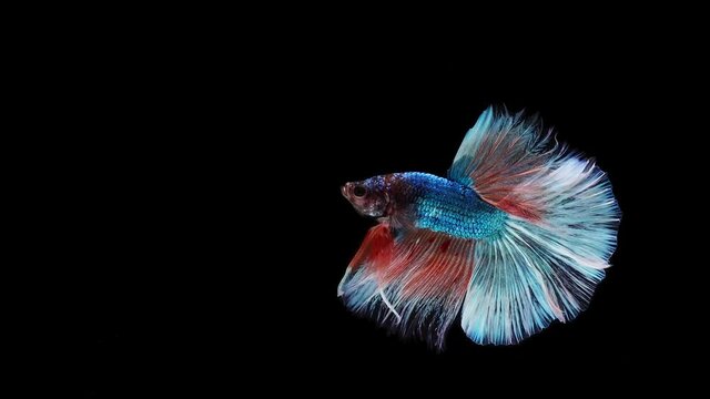 Siamese fighting fish (Betta splendens)