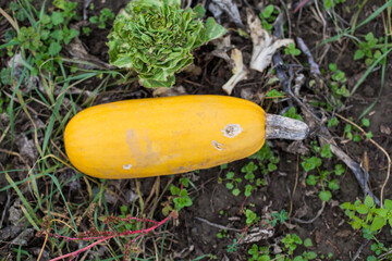 Organic vegetable, yellow pumpkin at garden , healthy food concept.
