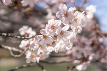 春桜菜の花