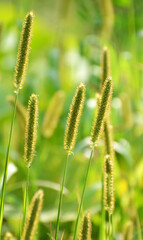 Setaria grows in the field.
