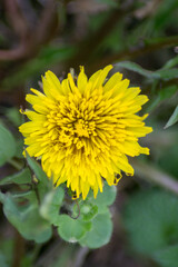 Beautiful yellow dandelion in the garden close up, meadow with green leaves, in the park, wild flowers, macro photography
