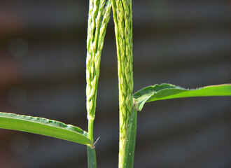 In the field, like a weed, grows Digitaria sanguinalis