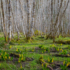 USA, Washington State, Olympic National Park. Wetland with skunk cabbage and alder trees.
