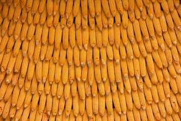 Corn texture for background wallpaper. background from corn. top quality orange maize with large maize form