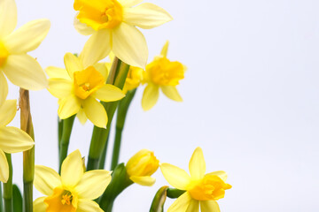 First spring yellow blooming flowers narcissus against white background close up with copy space