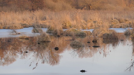 reeds in the lake